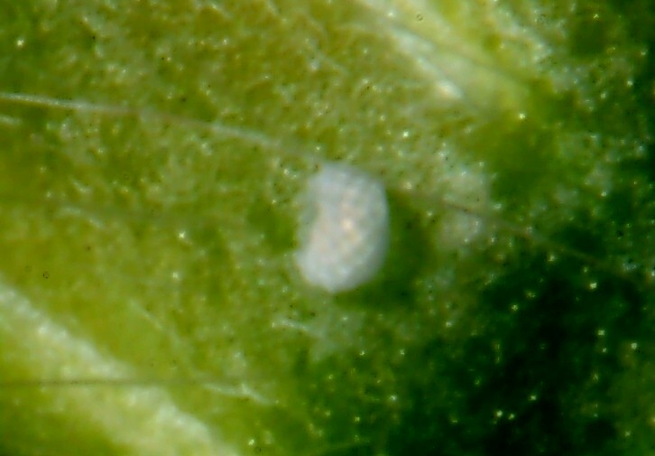 Ancora Cacyreus marshalli